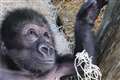 Baby gorilla being hand-reared by keepers at Bristol Zoo ‘making good progress’