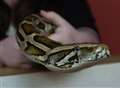 Police hunt escaped python