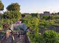 How to get an allotment and not lose the plot