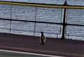 'Penguin' spotted walking along seafront