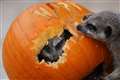 Meerkats sample creepy carved pumpkins ahead of Halloween