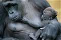 Baby gorilla born at Bristol Zoo Gardens