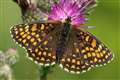 Rare butterfly makes return to restored woodland commemorating Trafalgar victory