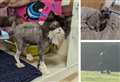 Nearly 1,500 animals abused in Kent in six months