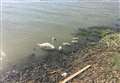 Swans attacked by swooping seagulls