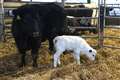 Calf born through embryo transfer gives hope to rare semi-wild cattle breed