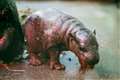 Zoo celebrates birth of endangered pygmy hippo calf