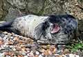 Concerns for stranded seal on beach