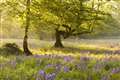 UK woodlands and trees facing crisis point over barrage of threats, report warns