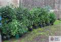 Police raid uncovers cannabis farm