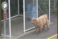 Young bull joins passengers on train platform in Glasgow