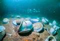 Stunning new photos reveal rare crockery on Kent shipwreck