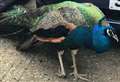 Appeal to find owner of wandering peacock