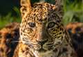 ‘One-of-a-kind’ leopard with ‘huge personality’ dies aged 19