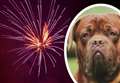 'Limit displays and go for quieter fireworks to help dogs'