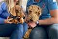 Uplifting news: Knitted NHS workers and a lost dog returned home