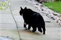 Reopen Croydon cat killer investigation, MP urges police