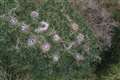 Drone gives bird’s eye view of heronry and reveals more nests than expected