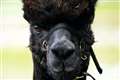 Geronimo the alpaca’s fate appears sealed as No 10 rules out further tests