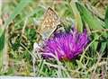 Butterfly decline not all doom and gloom