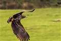 Bird of prey known as the ‘flying barn door’ spotted in Cornwall