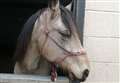 Horse almost dies after eating sycamore seed