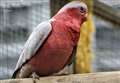 Wildlife park loses parrot in cross-wind