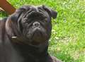 Ferry firm rejects calls for dog ban after pug’s death 