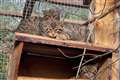 Almost two dozen kittens born in project to save ‘Highland Tiger’