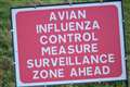 Birds culled as avian influenza case detected in Sussex