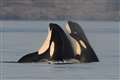 Male killer whales protected by post-menopausal mothers, study suggests