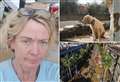 Kent teacher who moved to Spain describes dogs’ escape drama amid flash floods