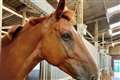 Police horse dies months after suffering serious injuries in car crash