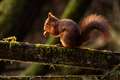 Red squirrel trapped in Greggs shop is captured and released back into woods