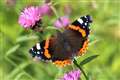 Climate change driving migratory butterfly to stay in UK