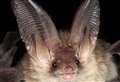 Barn conversion bid a 'threat to rare bats'