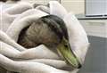 Duck rescued with hook in throat