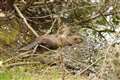 Beaver kit first to be born in Norfolk for 600 years