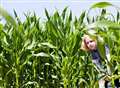 Maize mazes in Kent