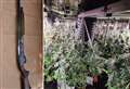 Footage shows £3 million of cannabis discovered in raids