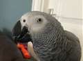 Plea to find 'barking' parrot