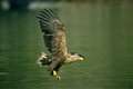 White-tailed eagle died as result of pesticide poisoning