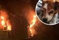 Dog dies in devastating house fire