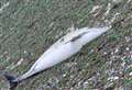 Dead dolphin found on beach