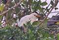 Super-rare white blackbird pictured in Kent town