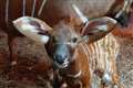 Critically endangered mountain bongo birth delights zookeepers