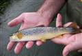 Local Plan could be scuppered by concerns over the brown trout