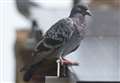 Pigeon saved after shed blaze