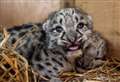 ‘Excitement’ as snow leopards born at Big Cat Sanctuary
