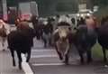 Watch as motorists moo-ve over for A2 cow stampede